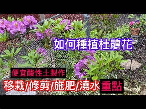 杜鵑花禁忌|家中杜鵑風水大解密